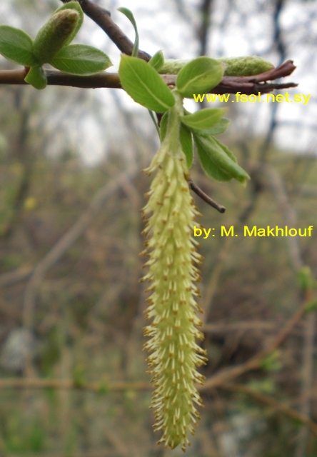 Salix alba  L